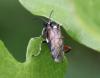 Macrophya punctumalbum